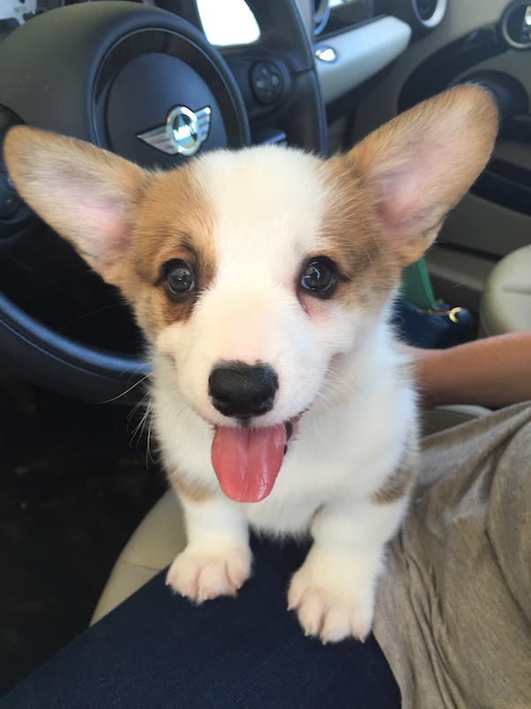 baby bub